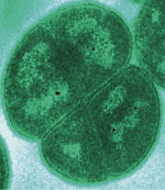  Environmental Bioremediation microbe Product.gif